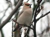 Waxwing at Pitsea (Steve Arlow) (100494 bytes)